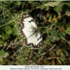 melanargia teneates talysh male1